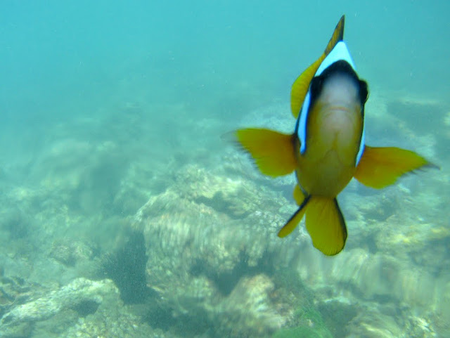 Nemo itu Clown Fish atau Ikan Badut Gambar Gambar Ikan